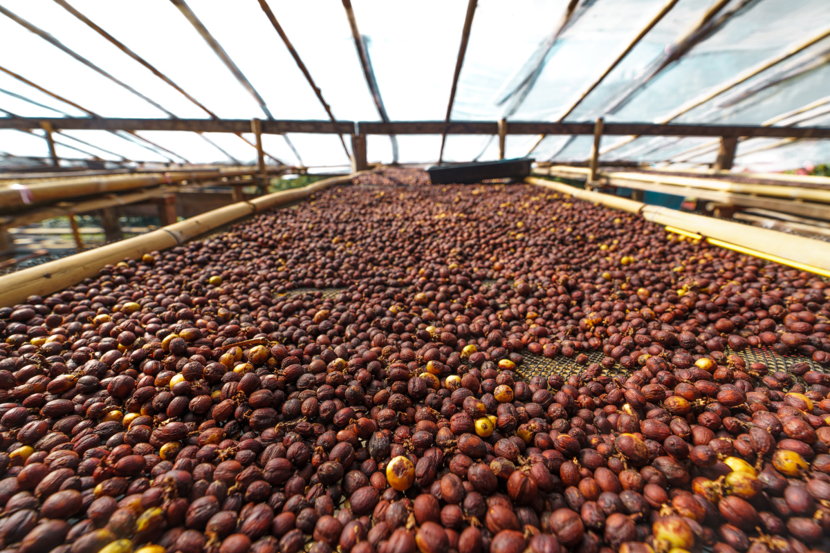 Coffee Processing Guide: Fermentation & Experimental Processes