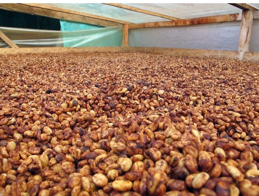 How a Crisis in Costa Rica Gave the World Honey-Processed Coffee