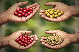 How Processing Impacts the Taste of Coffee