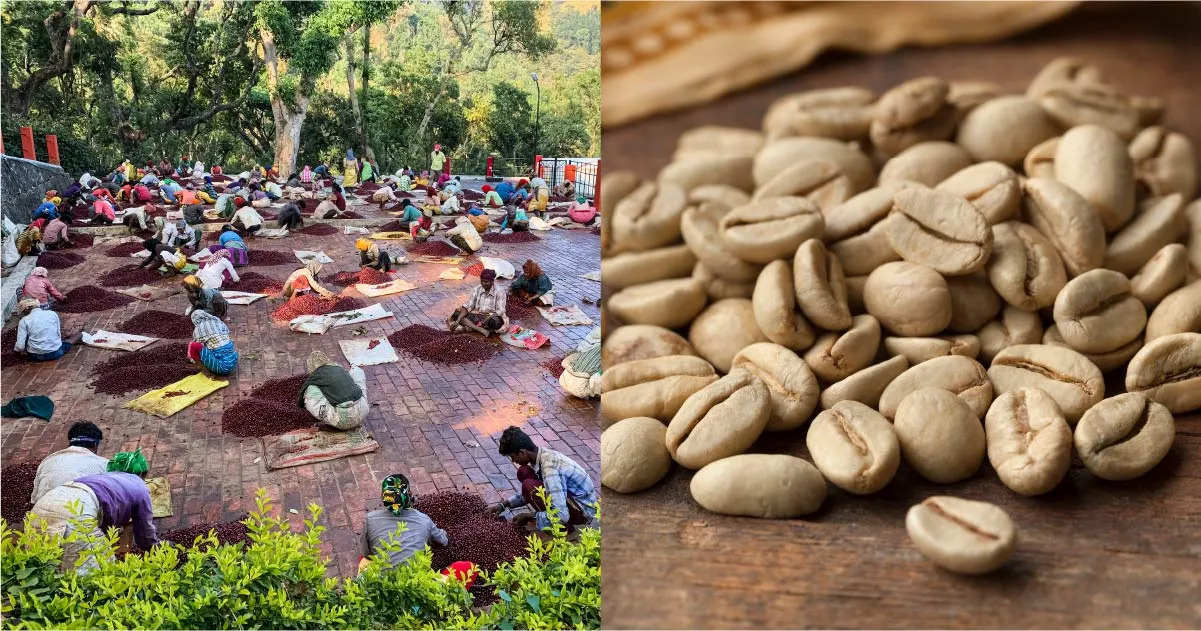 Indian Monsoon Malabar Coffee