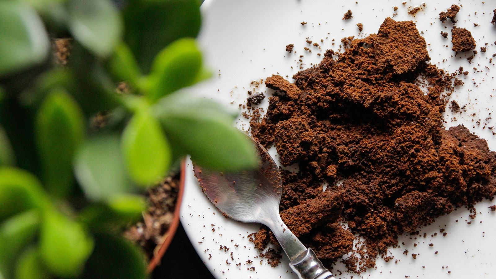 How to repurpose used coffee grinds