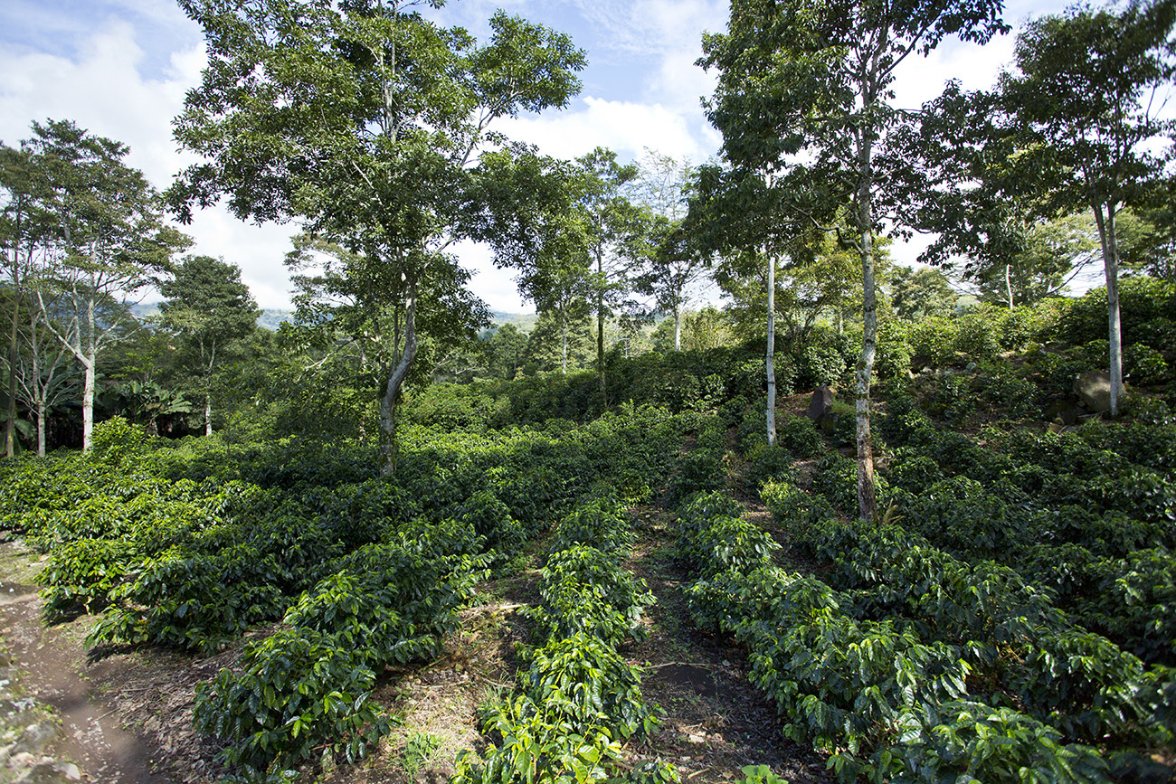 Aquiares Estate – Costa Rica’s Carbon Neutral Coffee