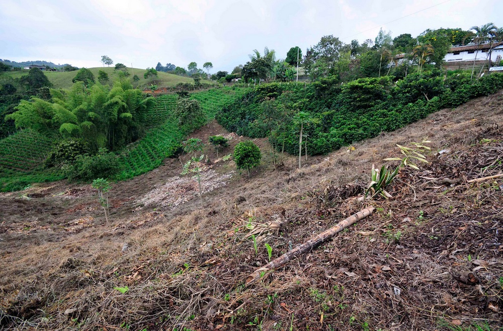 Coffee: Cultivating Change