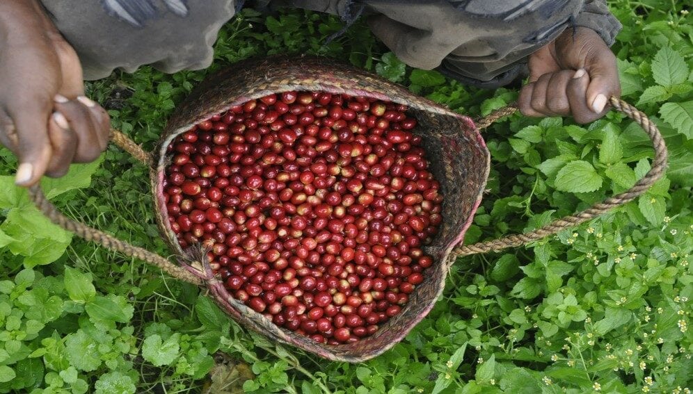 Rediscovered coffee plant could thrive in new climate conditions