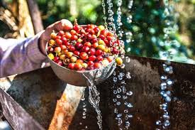 Washed Coffee Beans Explained: What They Are and How Washed Processing Works