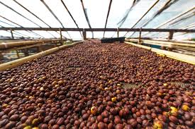 What Is Natural Process Coffee? A Clear Guide to Natural Coffee Processing