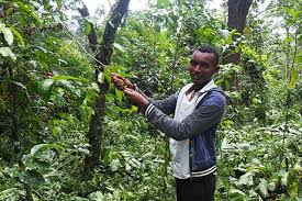 Can Coffee help save our forests?